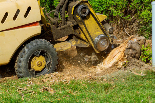 The Steps Involved in Our Tree Care Process in Picacho Hills, NM